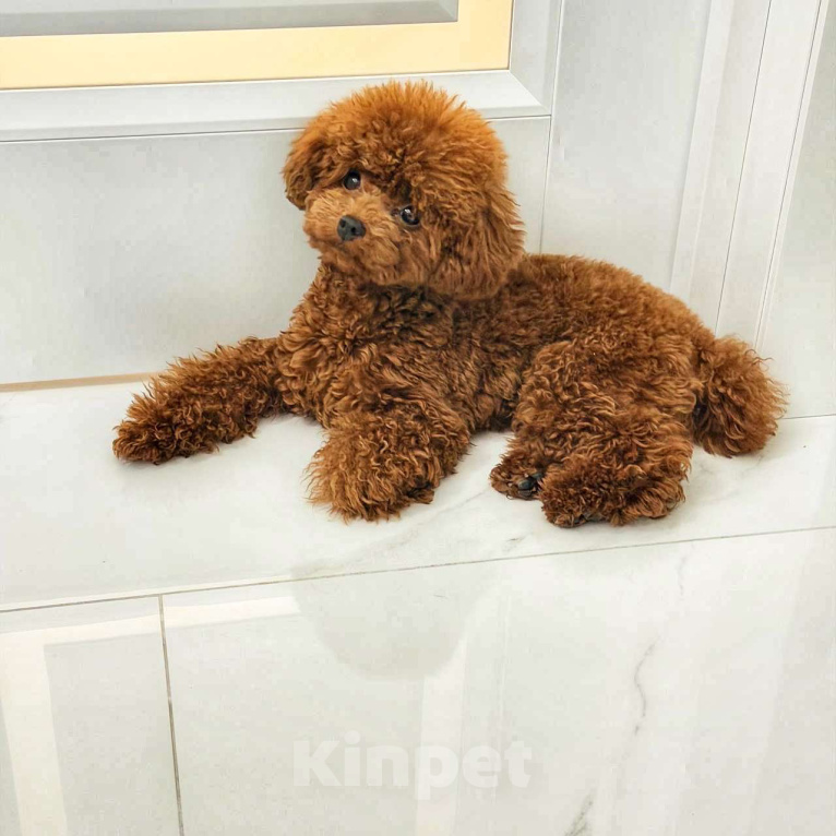 Собаки в Калининграде: Мальтипу | тикап тедди пудель Китай Девочка, 150 000 руб. - фото 2