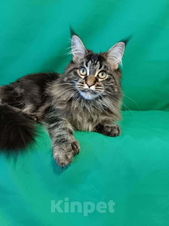 Кошки в других городах Владимирской области: Девочка мейн кун полидакт Девочка, 25 000 руб. - фото 3