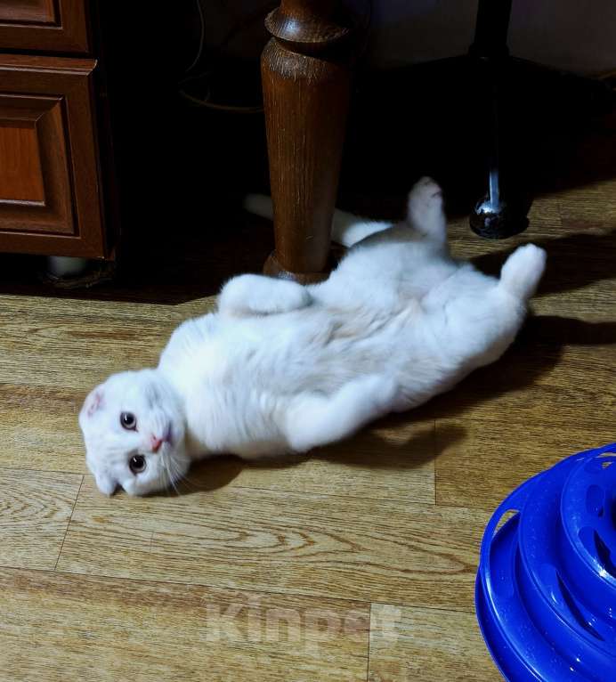 Кошки в Санкт-Петербурге: Шотландский котенок редкого окраса Мальчик, Бесплатно - фото 5