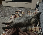 Кошки в Уссурийске: Отдам кошечку в добрые руки, отдаю, потому что нет времени на ребёнка , работа занимает  все время Девочка, Бесплатно - фото 1