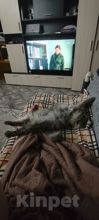 Кошки в Уссурийске: Отдам кошечку в добрые руки, отдаю, потому что нет времени на ребёнка , работа занимает  все время Девочка, Бесплатно - фото 1