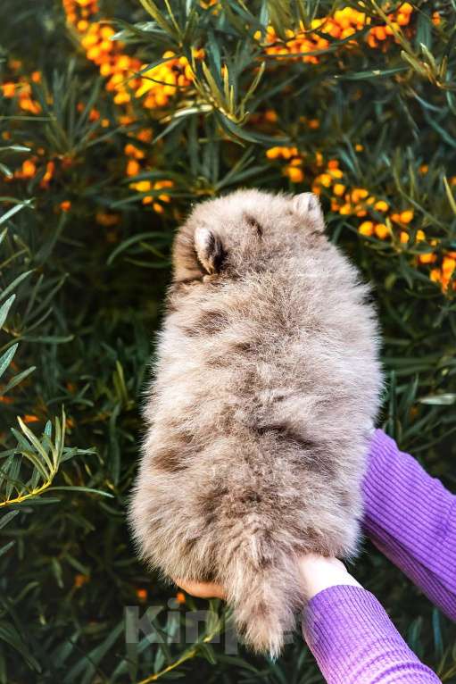 Собаки в Ярославле: Кобель шпиц мраморного окраса Мальчик, 40 000 руб. - фото 9