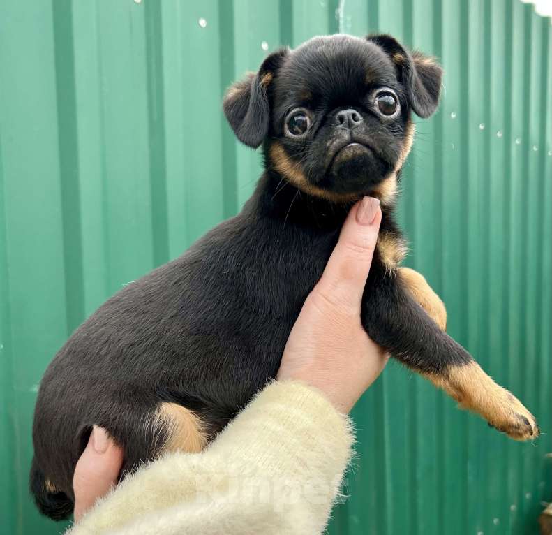 Собаки в Апрелевке: Девочка энерджайзер) Девочка, 60 000 руб. - фото 1