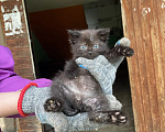 Кошки в других городах Московской области: котенок в добрые руки. можайский район Мальчик, Бесплатно - фото 1