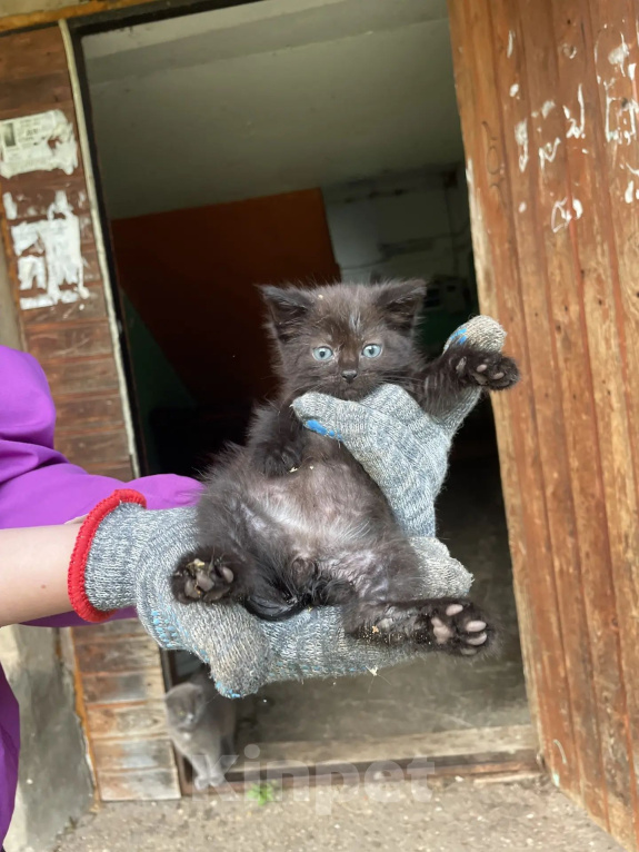 Кошки в других городах Московской области: котенок в добрые руки. можайский район Мальчик, Бесплатно - фото 1