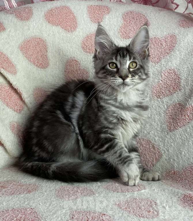 Кошки в Дмитрове: Черная серебристая мраморная девочка мейн кун Zaura Девочка, 25 000 руб. - фото 2