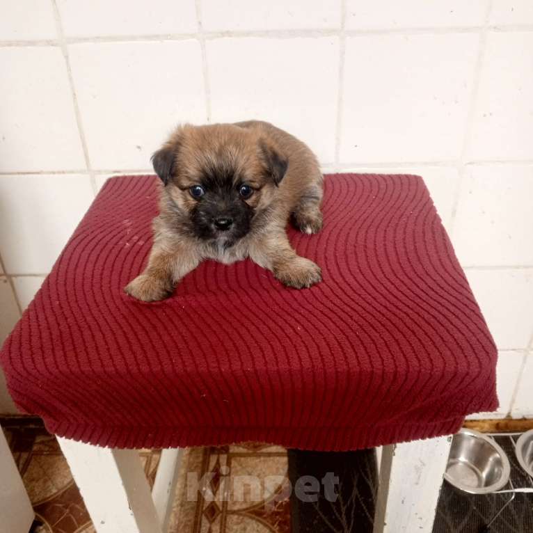 Собаки в других городах Московской области: Щенки Разнополые, 10 000 руб. - фото 4