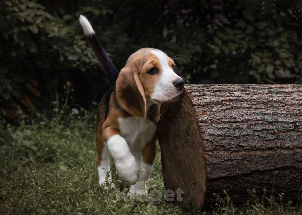 Собаки в Москве: Бигль. Мальчик Мальчик, 40 000 руб. - фото 4