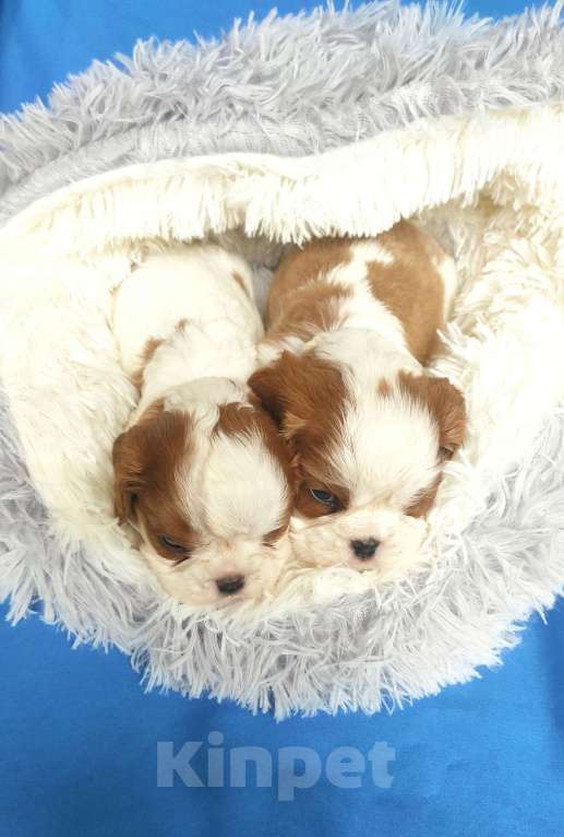 Собаки в Москве: кавалер кинг чарльз спаниель мальчик Мальчик, 50 000 руб. - фото 3