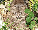 Кошки в Калининграде: Кот порода сибирская, Бесплатно - фото 1