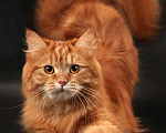 Кошки в Ливны: Рыжие сибирские котята, 9 000 руб. - фото 3