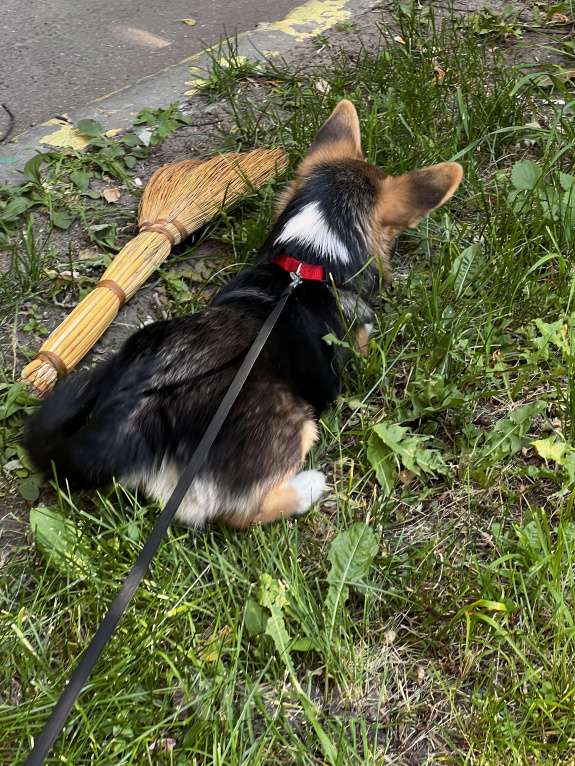 Собаки в Люберцах: В хорошие руки Девочка, 29 000 руб. - фото 5