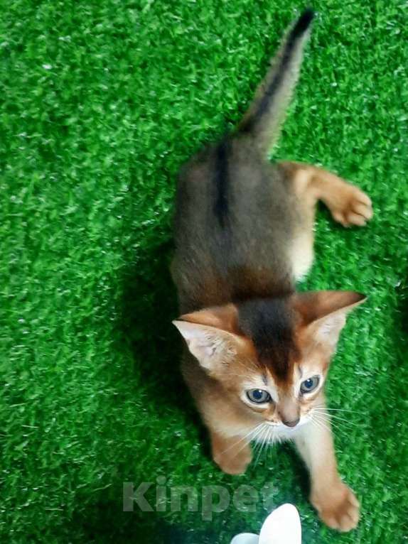 Кошки в Краснодаре: Абиссинские котята с документами Мальчик, 35 000 руб. - фото 6