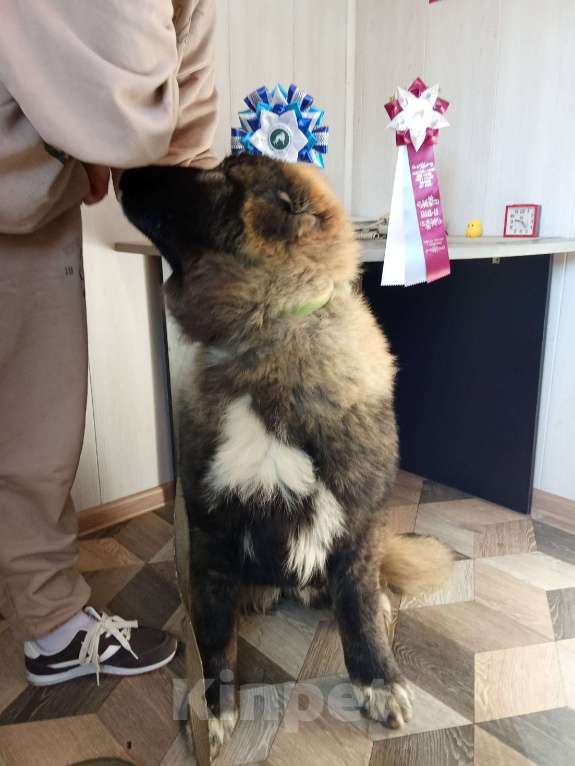 Собаки в Екатеринбурге: Подрощенный щенок кавказской овчарки Девочка, 40 000 руб. - фото 2