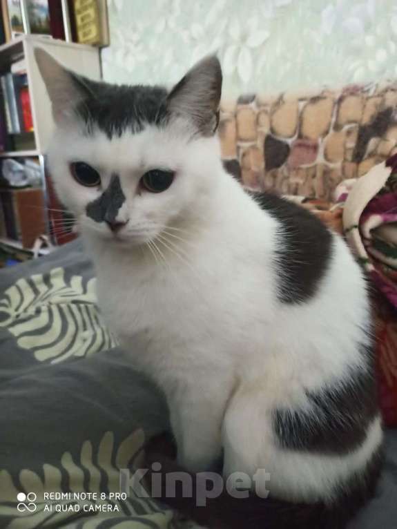 Кошки в других городах Московской области: Кошки в добрые руки Девочка, Бесплатно - фото 3