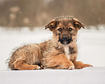 Собаки в других городах Московской области: Щенок в добрые руки Девочка, Бесплатно - фото 9