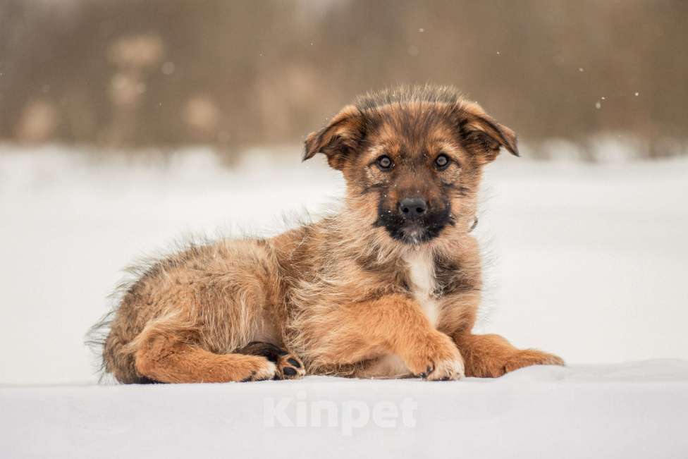 Собаки в других городах Московской области: Щенок в добрые руки Девочка, Бесплатно - фото 9
