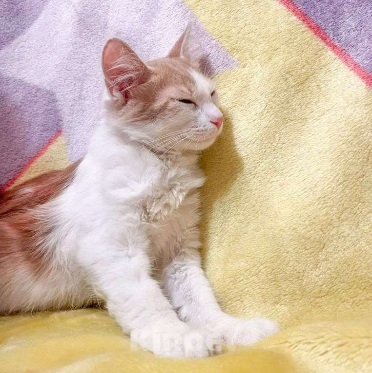 Кошки в Москве: Маленького Персика никто не замечает Мальчик, Бесплатно - фото 3