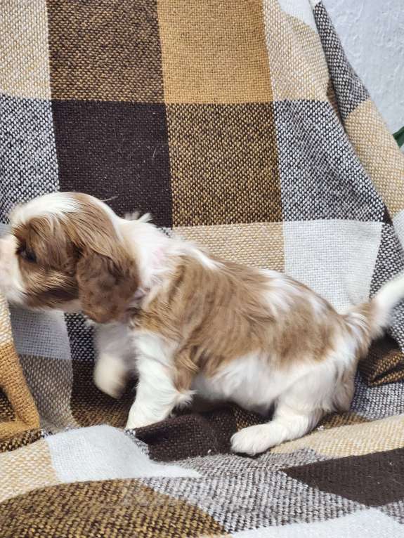 Собаки в Анапе: Розовая лента  Девочка, 110 000 руб. - фото 3