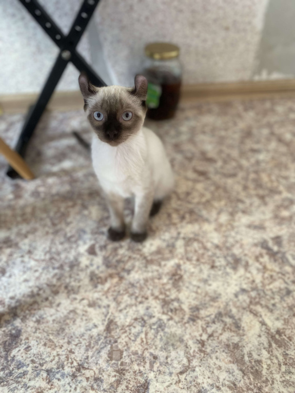 Кошки в Балашихе: Американский керл Мальчик, 20 000 руб. - фото 4