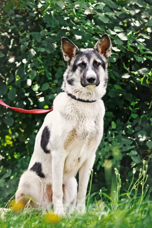 Собаки в Сергиеве Посаде: Аша якутенок Девочка, Бесплатно - фото 2