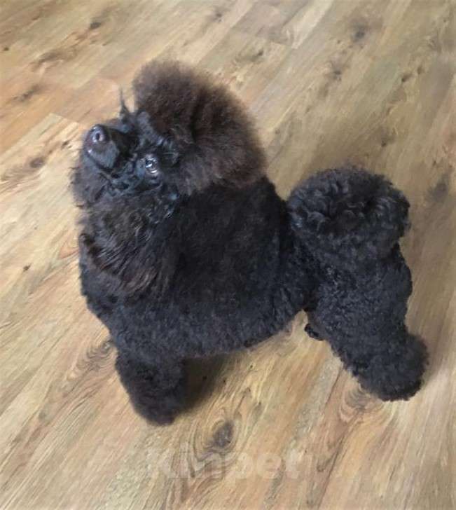 Собаки в Воронеже: Вязка с  коричневым миниатюрным (29см) пуделем Мальчик, 20 000 руб. - фото 10