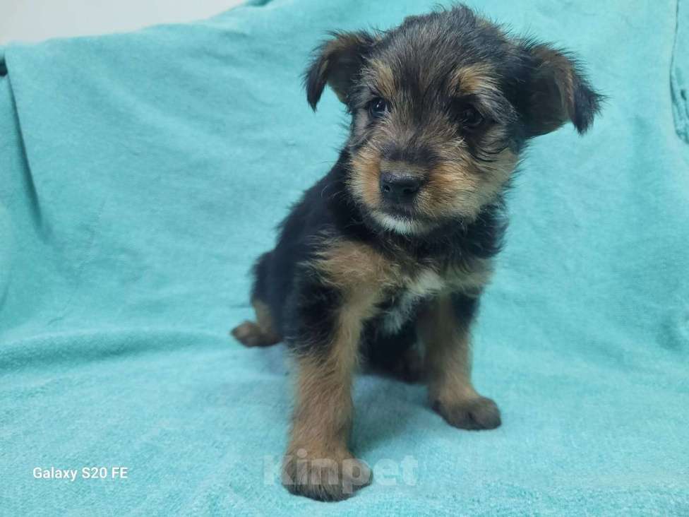 Собаки в Москве: Маленький щенок из приюта в добрые руки Девочка, Бесплатно - фото 4