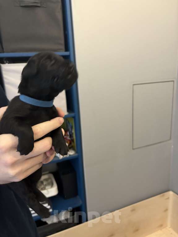 Собаки в Москве: Бронируем щенков прямошерстного ретривера флэт Мальчик, 75 000 руб. - фото 4