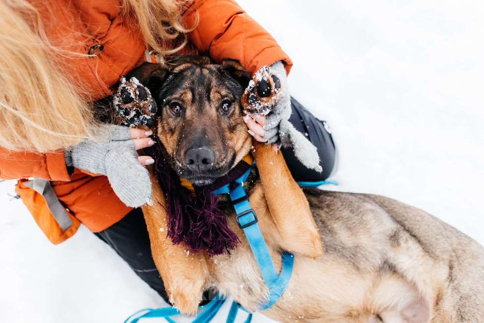 Собаки в Москве: Волшебный Ирвин ищет дом Мальчик, Бесплатно - фото 6