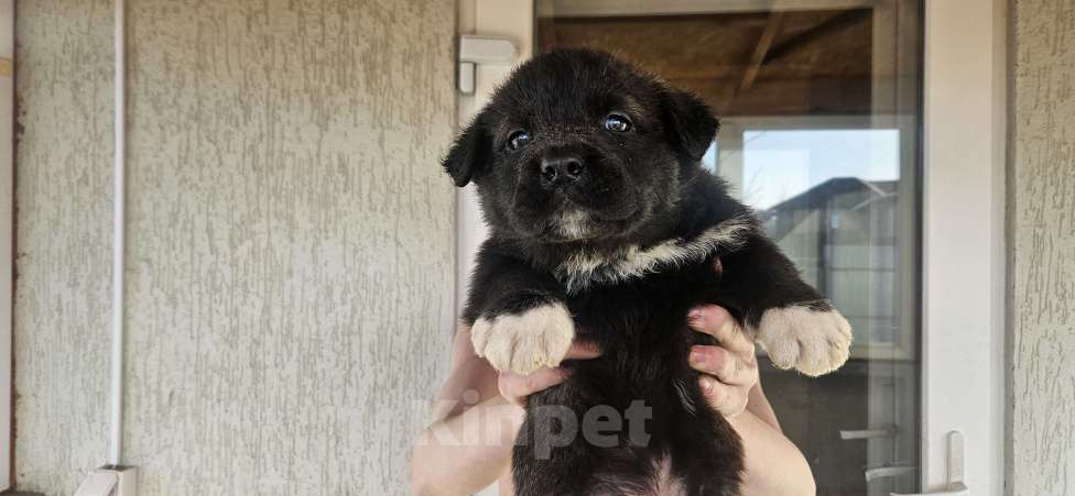 Собаки в Белгороде: Продажа щенков Девочка, 500 руб. - фото 2
