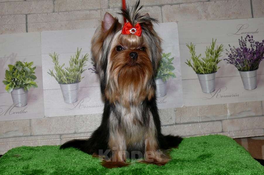 Собаки в Королеве: Девочка йорк, 8 мес. Девочка, 80 000 руб. - фото 3