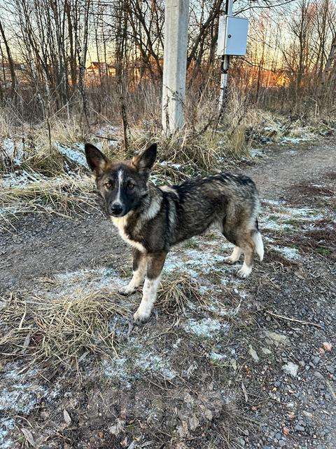 Собаки в Москве: Изящная собака Милка в добрые руки Девочка, Бесплатно - фото 3