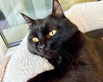 Кошки в Москве: Черный жемчуг - котенок Марсик ищет заботливых хозяев. В добрые руки Мальчик, Бесплатно - фото 5
