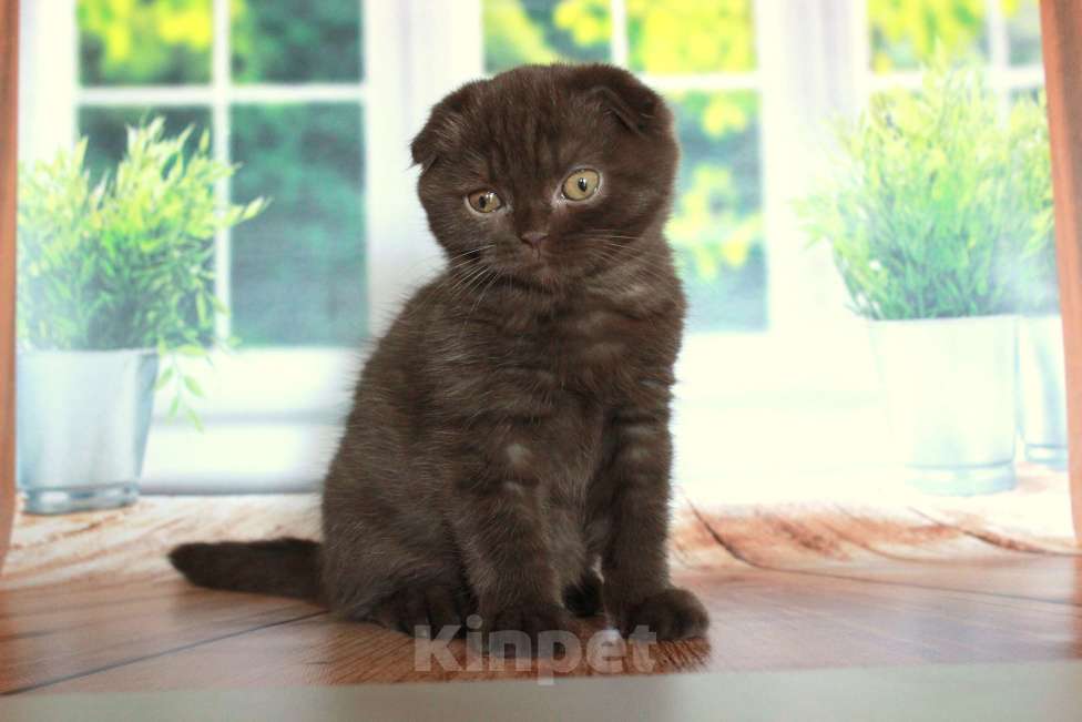 Кошки в Санкт-Петербурге: Шоколадный скоттиш фолд Мальчик, 25 000 руб. - фото 7