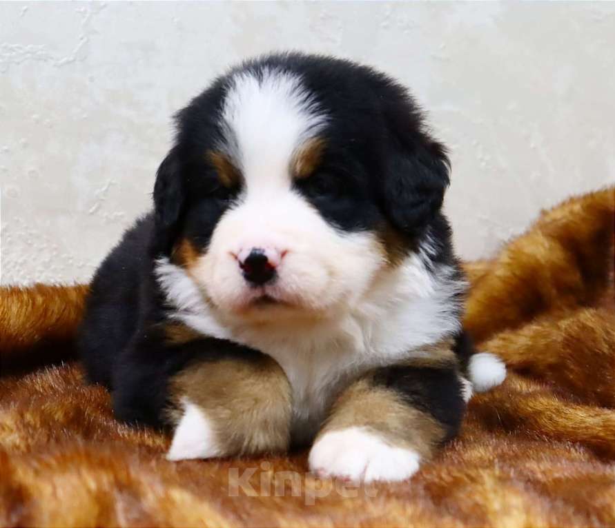 Собаки в Москве: Щенки Бернского Зенненхунда Мальчик, Бесплатно - фото 2