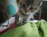Кошки в Ульяновске: Ласковая кошечка котенок Девочка, Бесплатно - фото 1