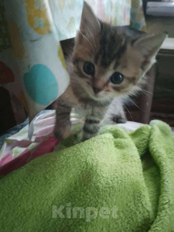 Кошки в Ульяновске: Ласковая кошечка котенок Девочка, Бесплатно - фото 1