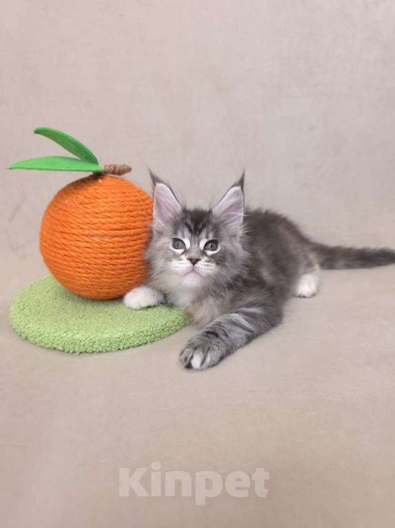 Кошки в Москве: Девочка помет С Девочка, 65 000 руб. - фото 2