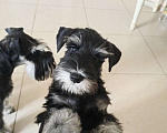 Собаки в Москве: Продам щенков цвергшнауцера черные с серебром Разнополые, Бесплатно - фото 1