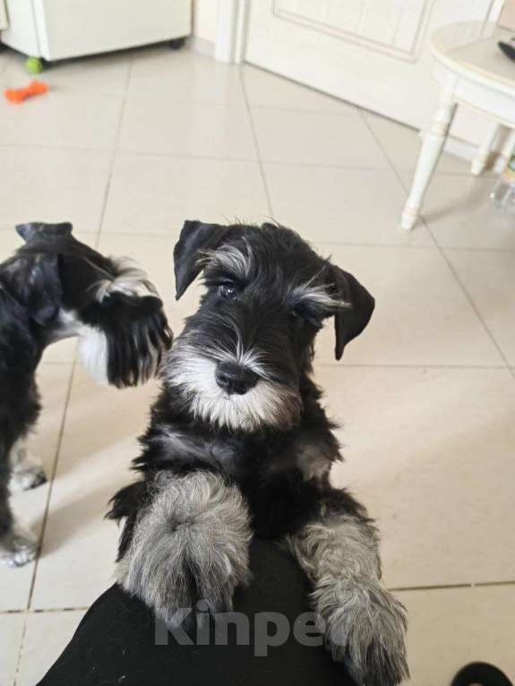 Собаки в Москве: Продам щенков цвергшнауцера черные с серебром Разнополые, Бесплатно - фото 1