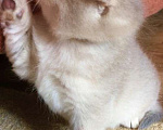Кошки в Сухиничах: Шотландский вислоухий котенок голубое золото Девочка, 10 000 руб. - фото 7