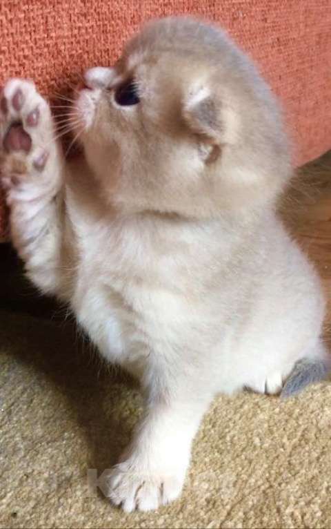 Кошки в Сухиничах: Шотландский вислоухий котенок голубое золото Девочка, 10 000 руб. - фото 7