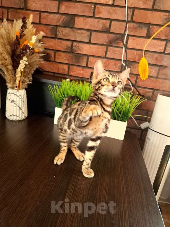 Кошки в Ярославле: Бенгальский  мальчик  Мальчик, 65 000 руб. - фото 6