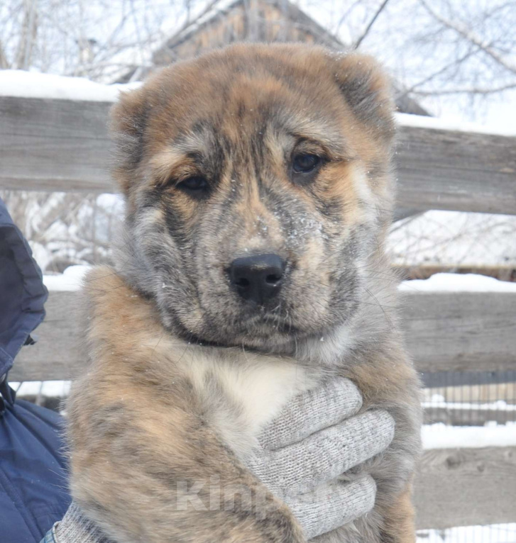 Собаки в Новосибирске: Щенок алабая (среднеазиатской овчарки) Девочка, Бесплатно - фото 1