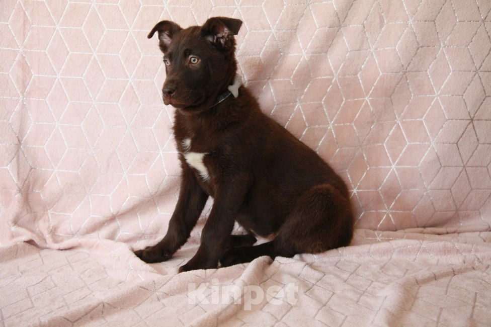 Собаки в Москве: Щенок метис лабрадора 4 месяца  Мальчик, Бесплатно - фото 2