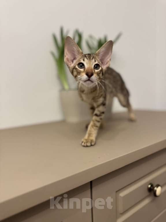 Кошки в Москве: Ориенталы Девочка, 45 000 руб. - фото 6