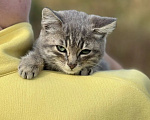 Кошки в Москве: Маленького котёнка бросили умирать Девочка, Бесплатно - фото 9