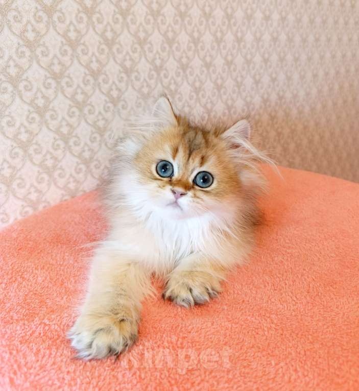 Кошки в Санкт-Петербурге: Золотой британчик Мальчик, 22 000 руб. - фото 9