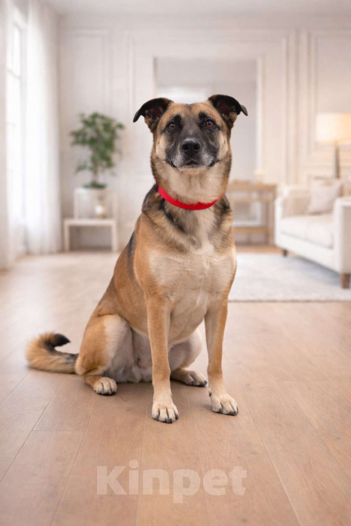 Собаки в Москве: Девочка Банди ищет дом Девочка, Бесплатно - фото 1