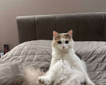Кошки в Санкт-Петербурге: Кошечка-метиска ищет семью Девочка, 1 000 руб. - фото 4